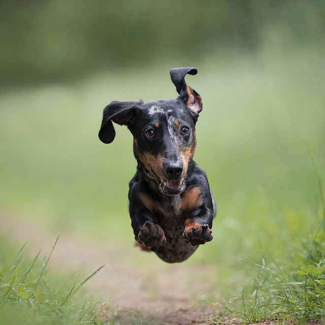 <h2>Delicious Treats for Happy Tails</h2>